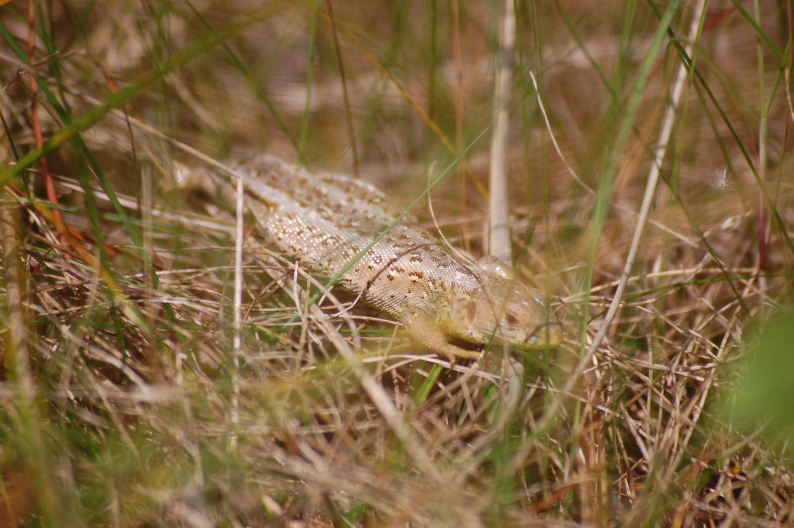 Sand Lizard