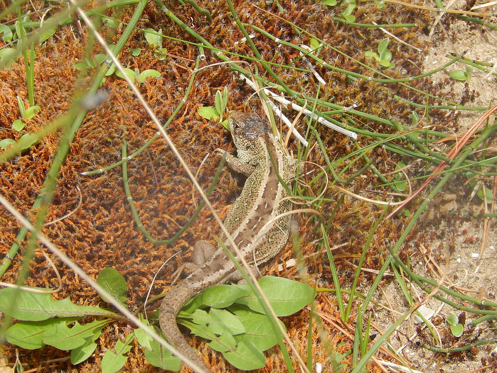 Sand Lizard