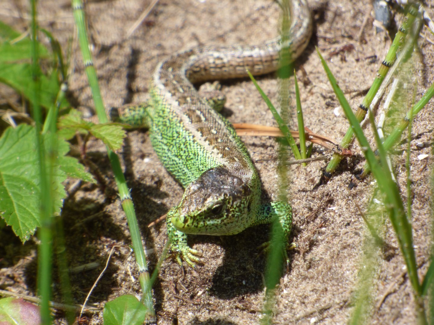 Sand Lizard