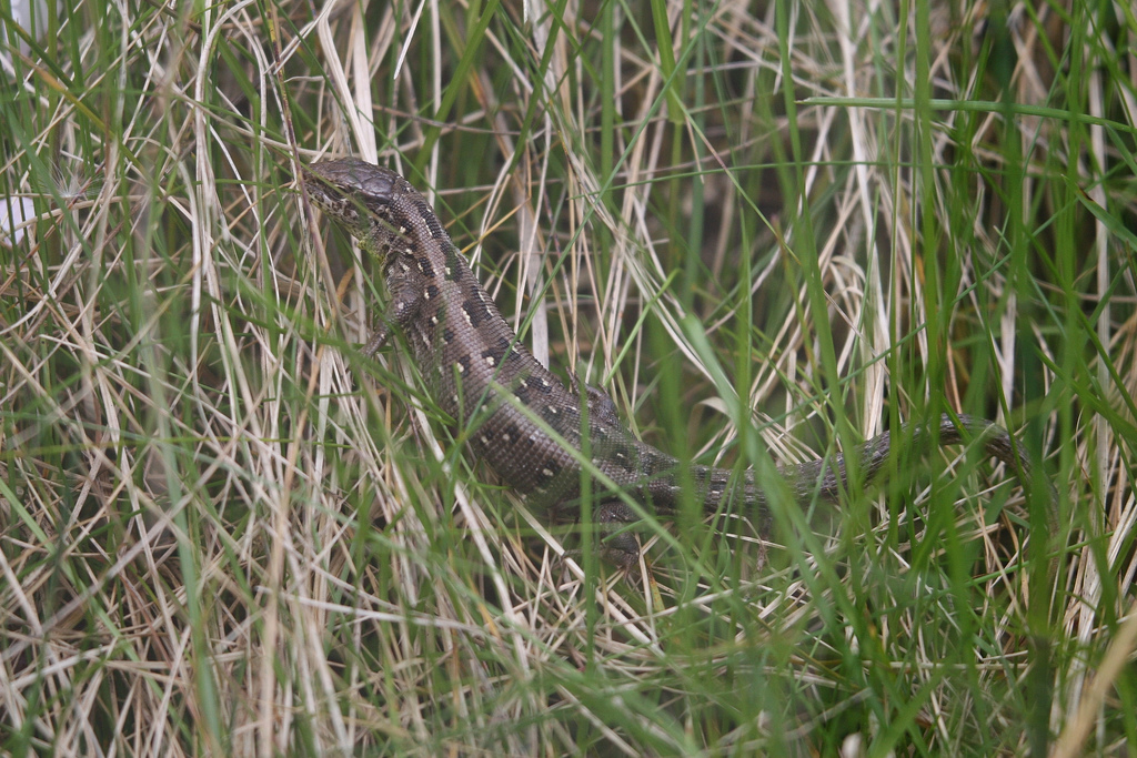 Sand Lizard