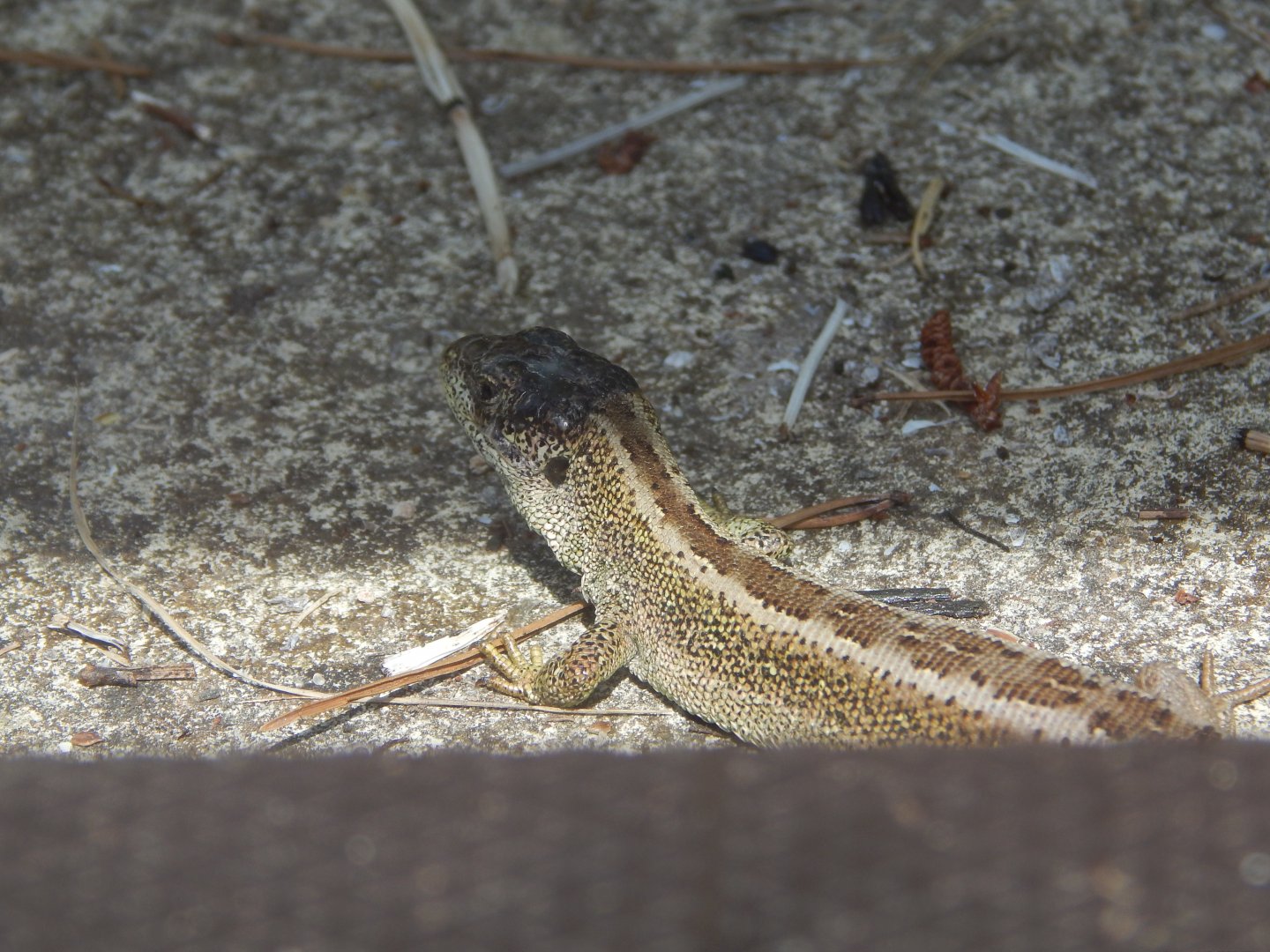 Sand Lizard
