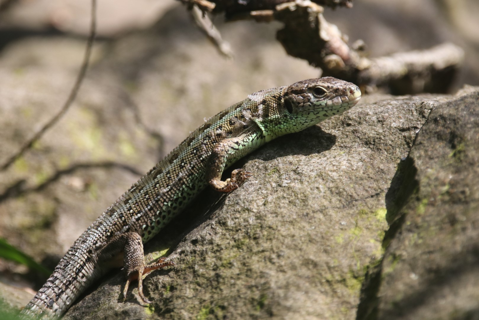 Sand lizard