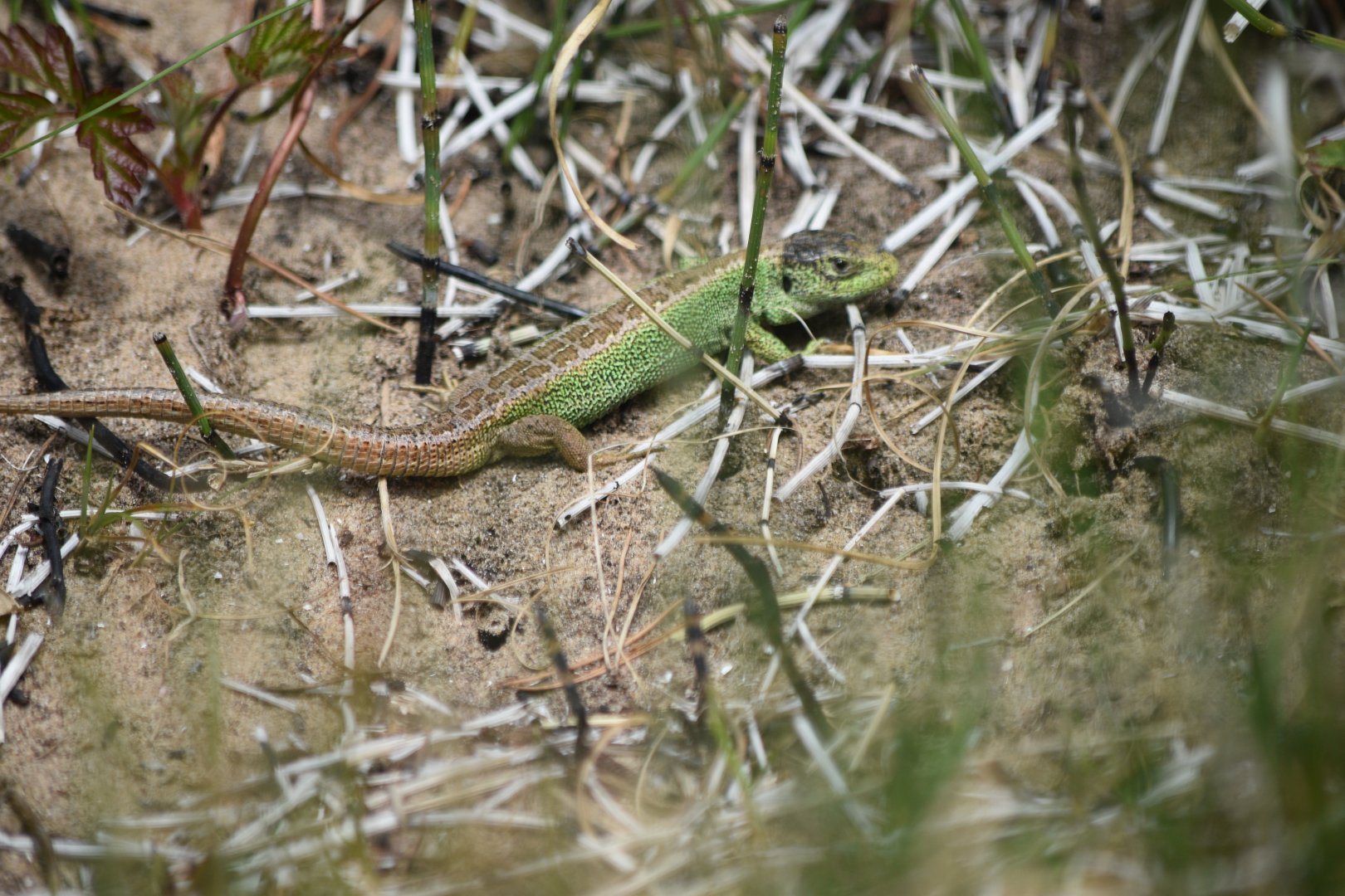 Sand Lizard