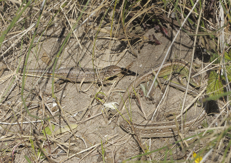 Sand lizards