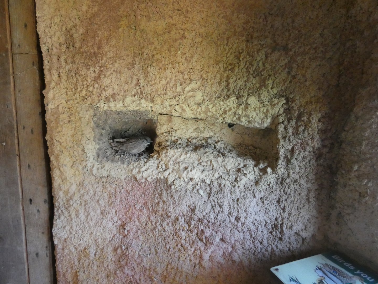 Sand marten nest display