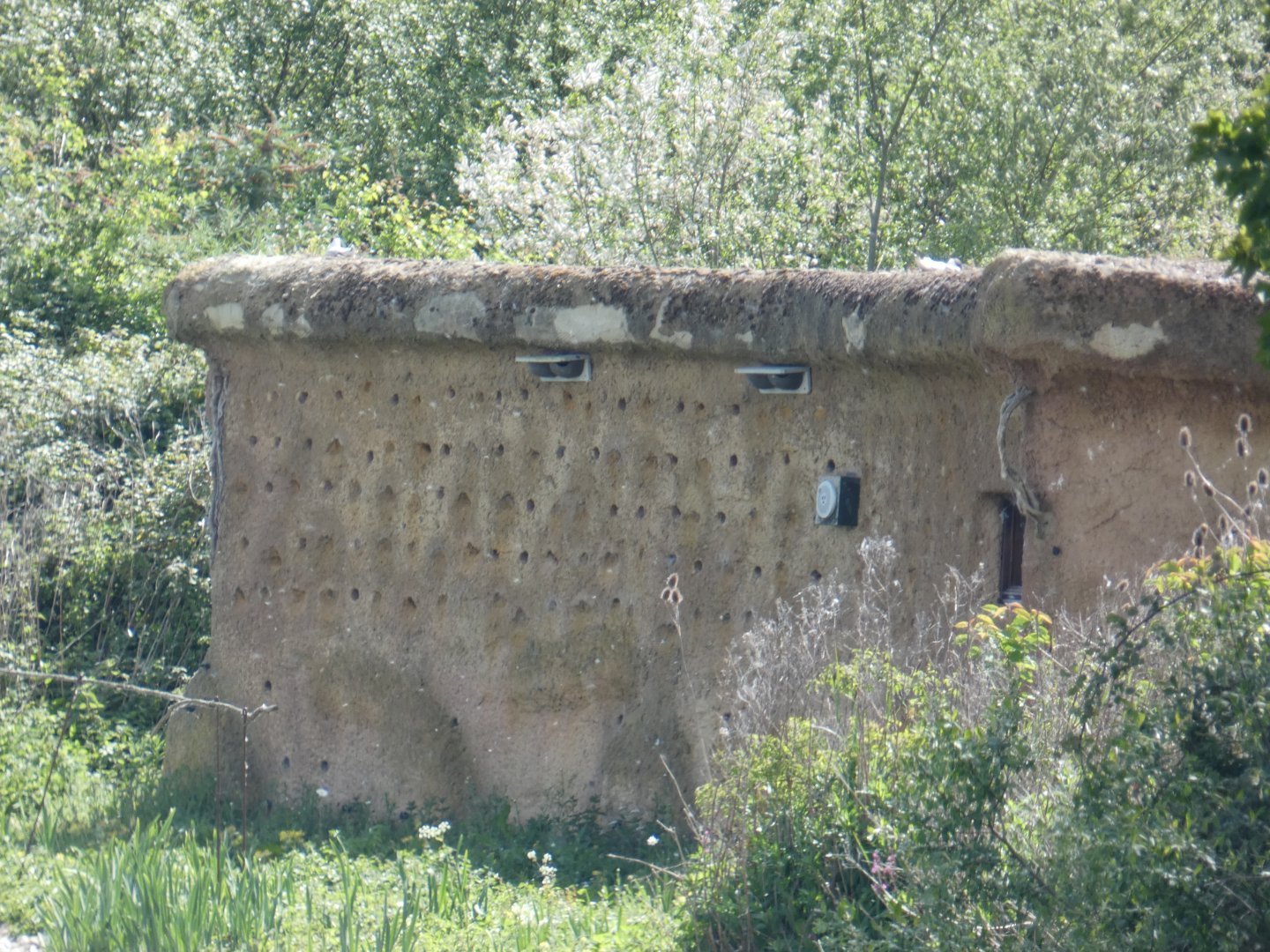 Sand marten nesting bank
