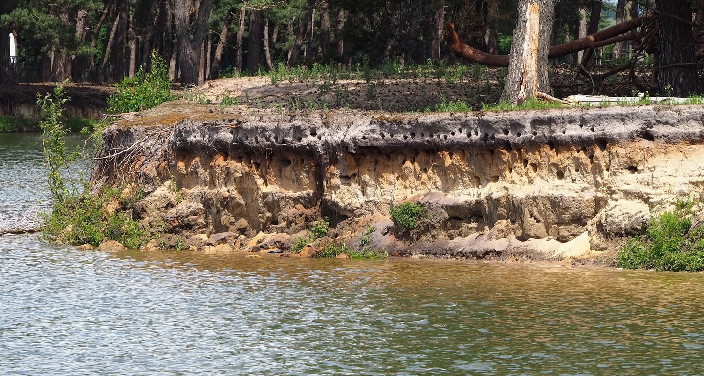 Sand martin nesting holes in the bank of the safari boat canal, 2022-06-12