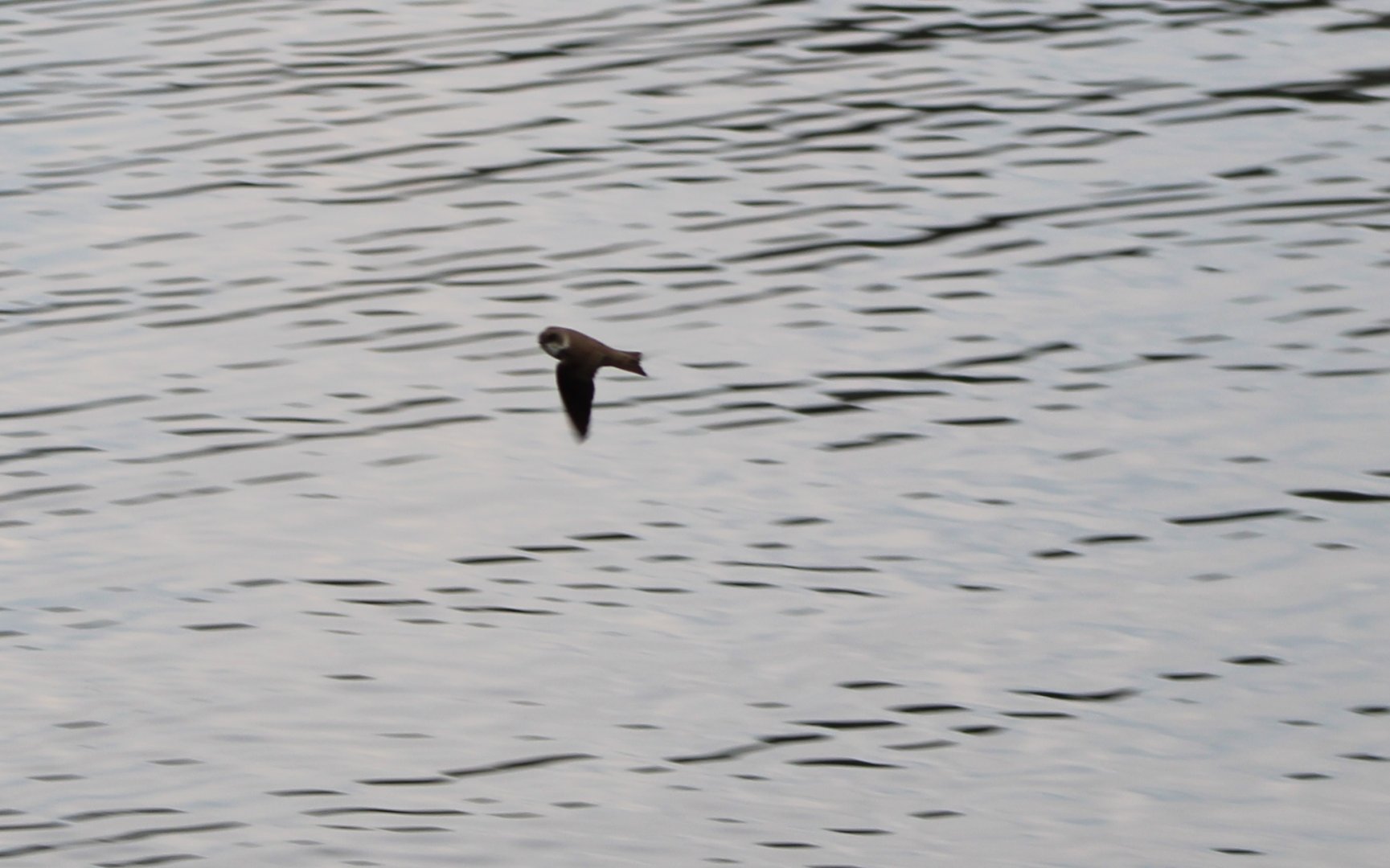 Sand martin
