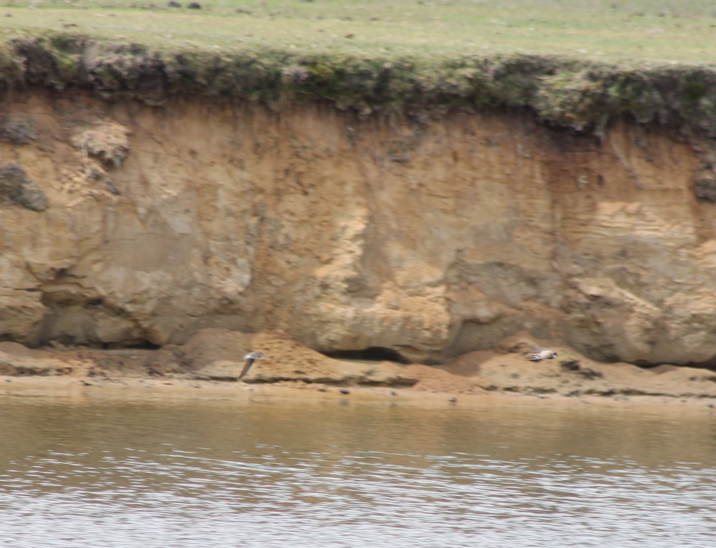 Sand martins