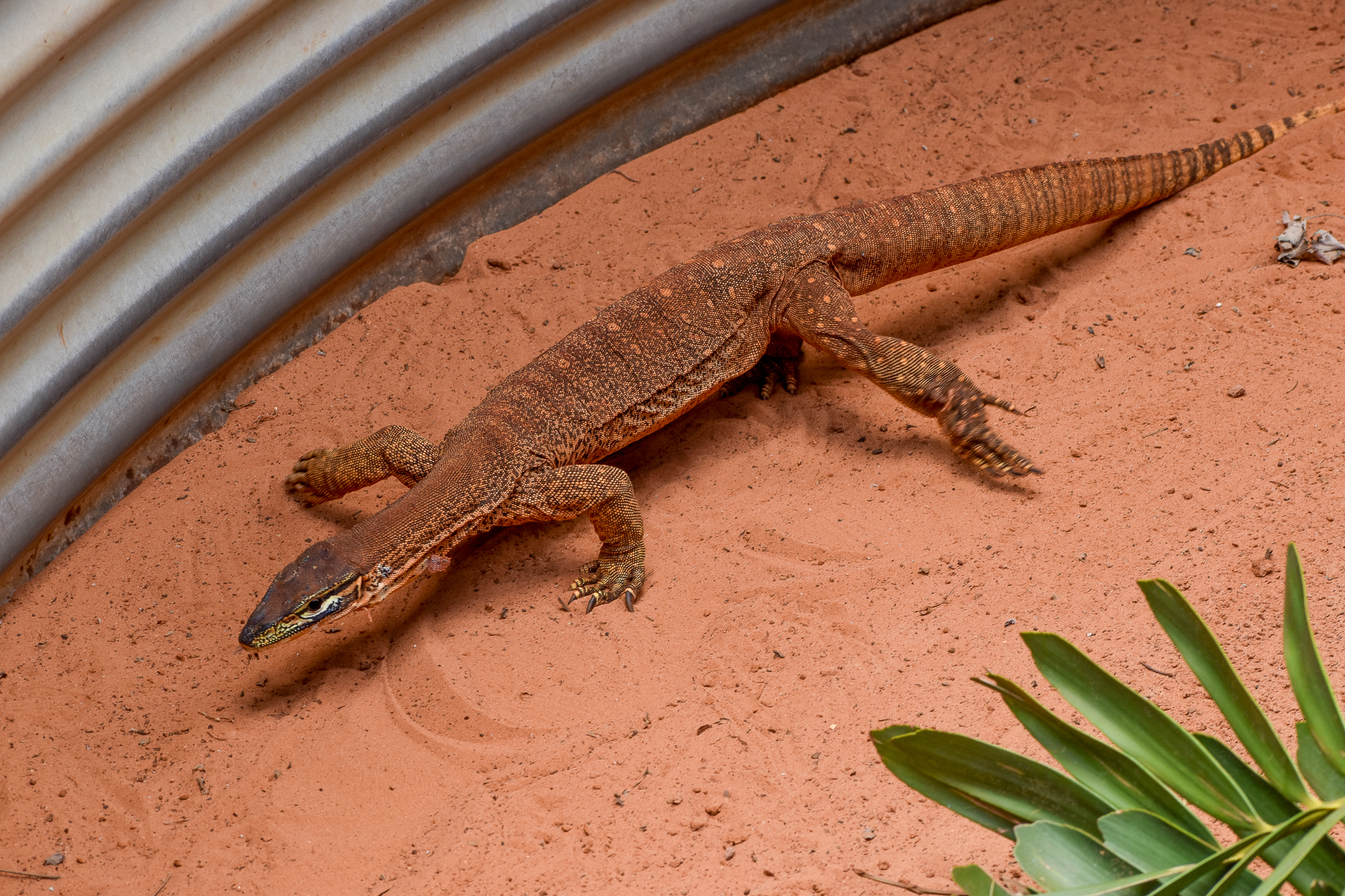 Sand Monitor (Varanus gouldii)