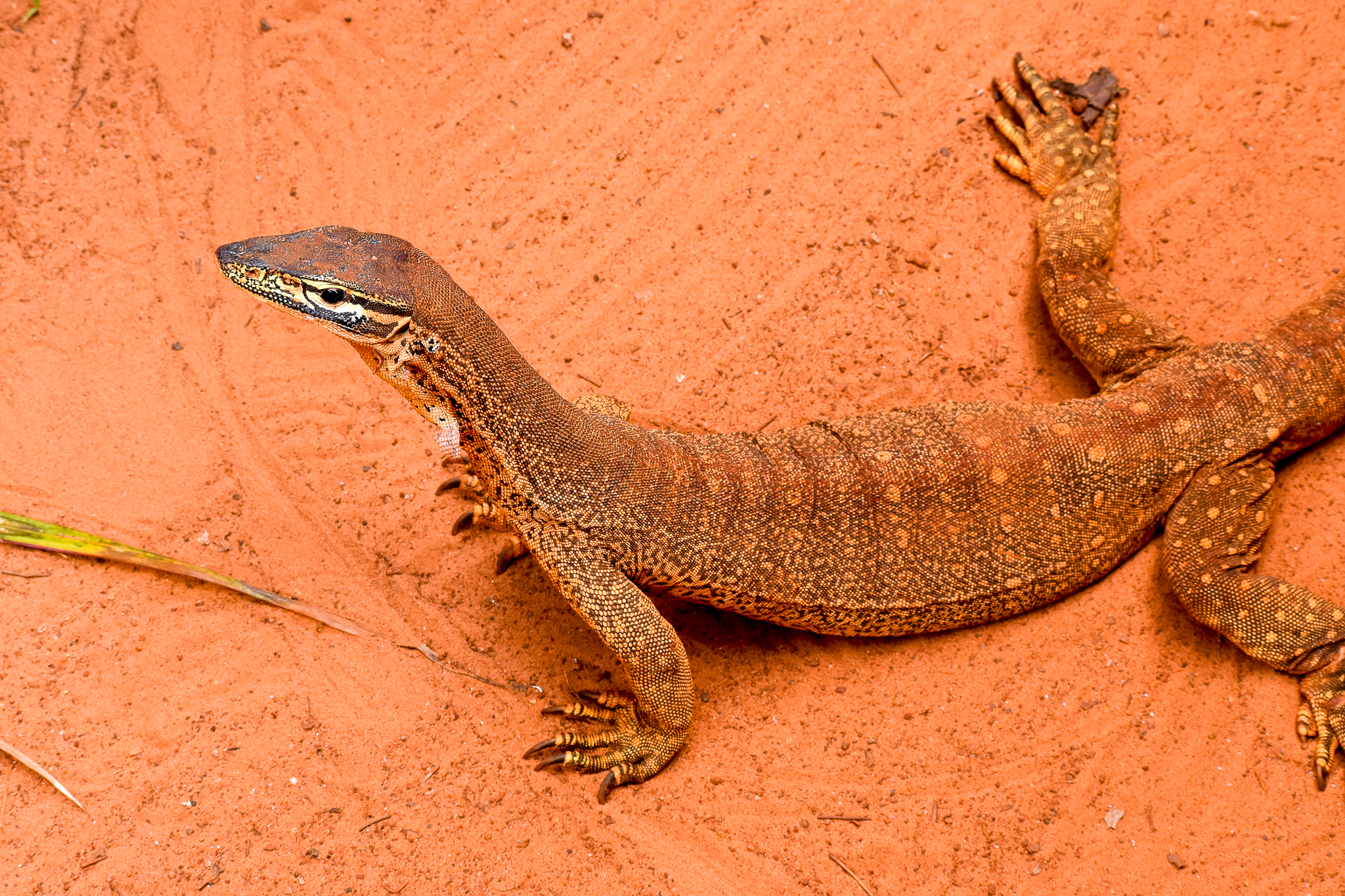 Sand Monitor (Varanus gouldii)