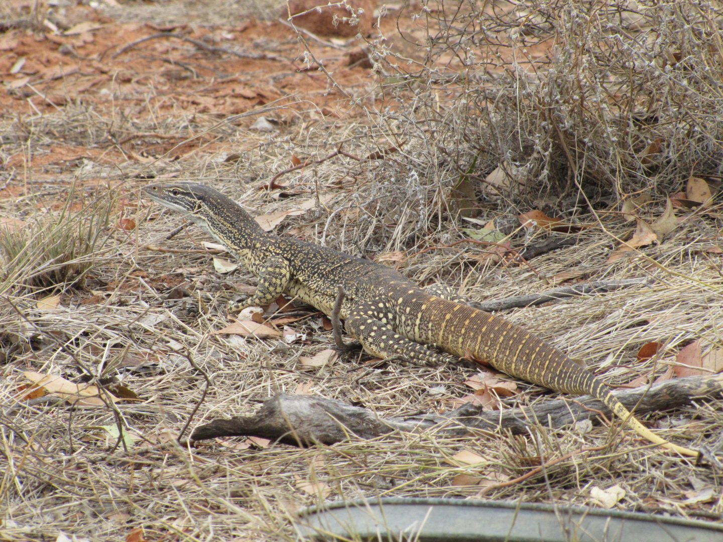 Sand Monitor (Varanus gouldii)