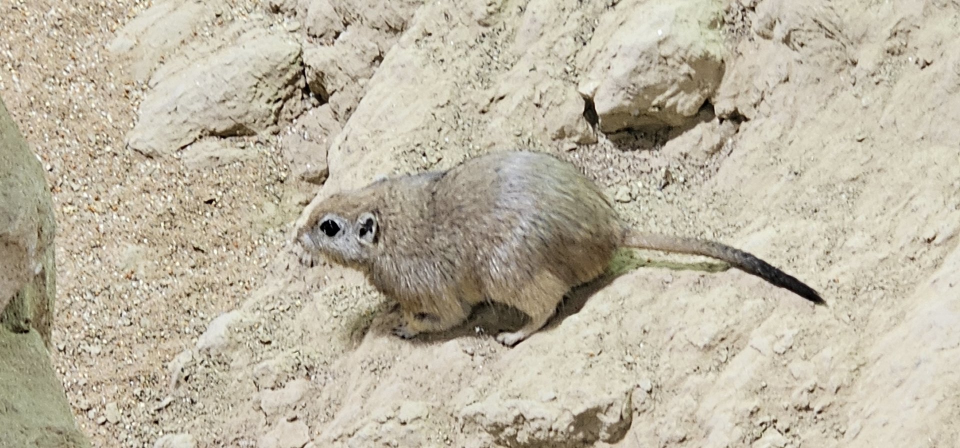 Sand rat