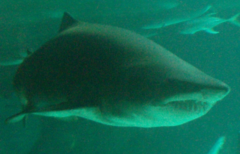 Sand Shark (Carcharias taurus)