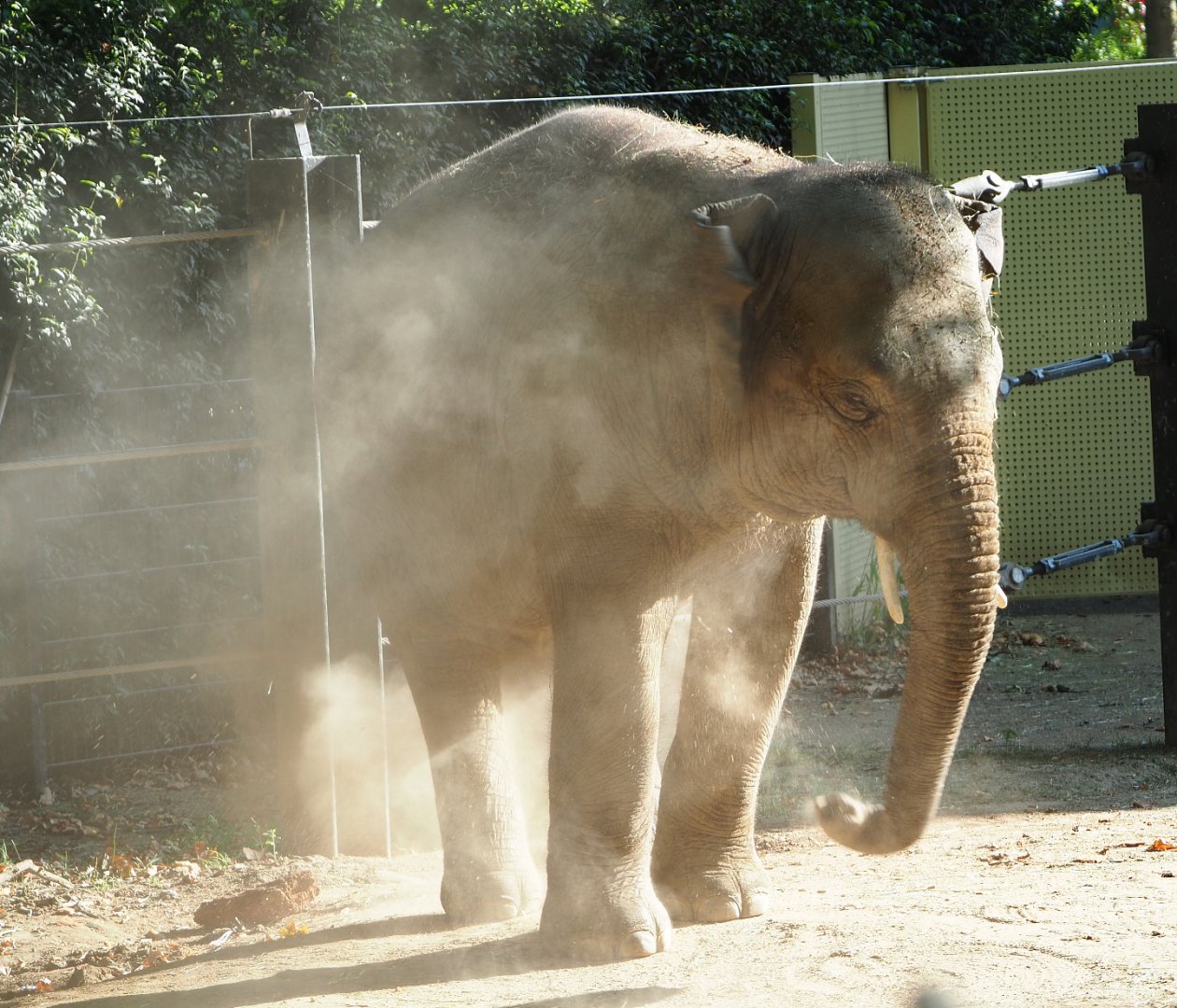 Sand-showering Asian elephant (Elephas maximus), 2020-09-20