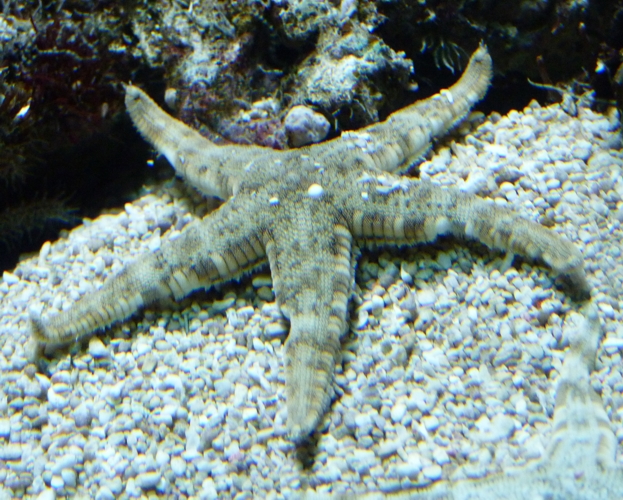 Sand sifting starfish (Archaster typicus)