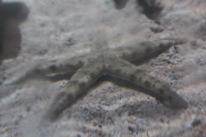 Sand sifting starfish (Astropecten polyacanthus) - Suraloka Interactive Zoo