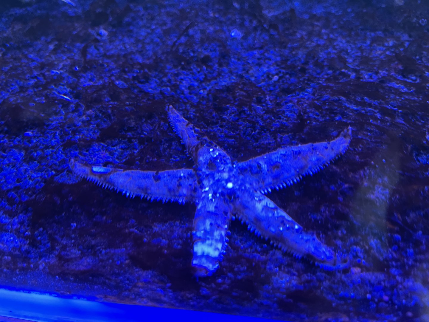 sand sifting starfish (astropecten polyacanthus)
