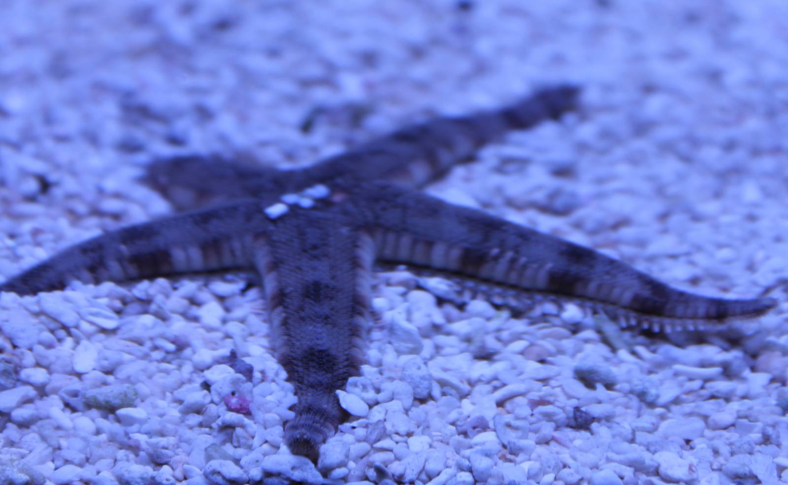 Sand sifting starfish