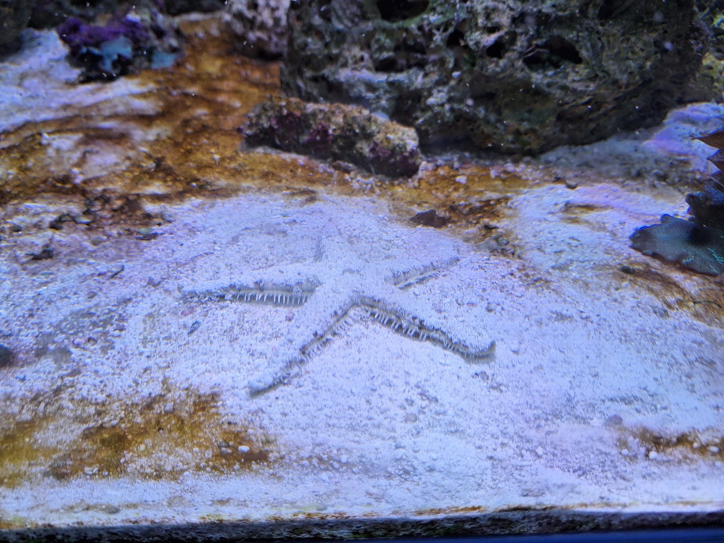 Sand-Sifting Starfish