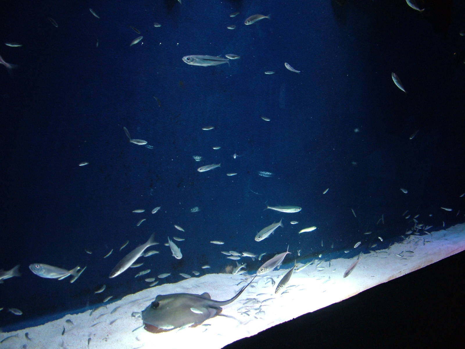 Sand Smelt and young Southern Stingray at Blue Reef Bristol 19/12/09