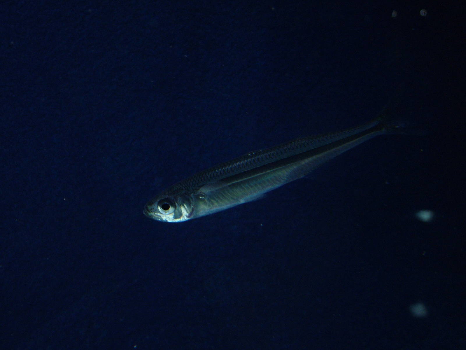 Sand Smelt at Blue Reef Bristol 19/12/09