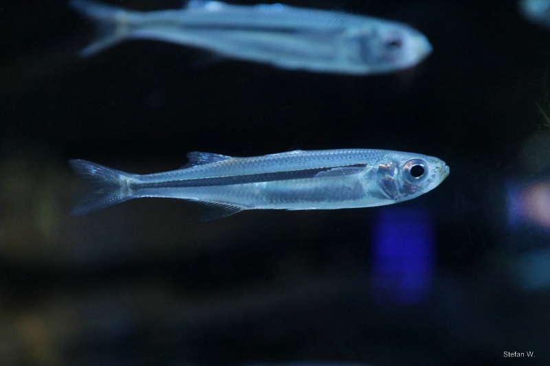 Sand smelt (Atherina presbyter)