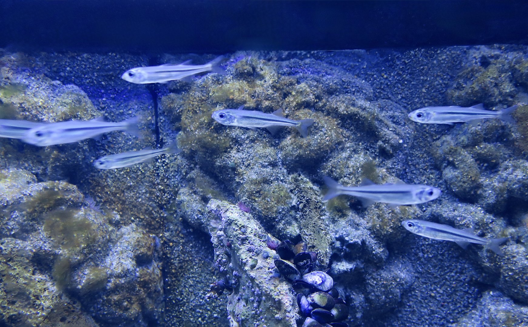 Sand Smelt (Atherina presbyter)