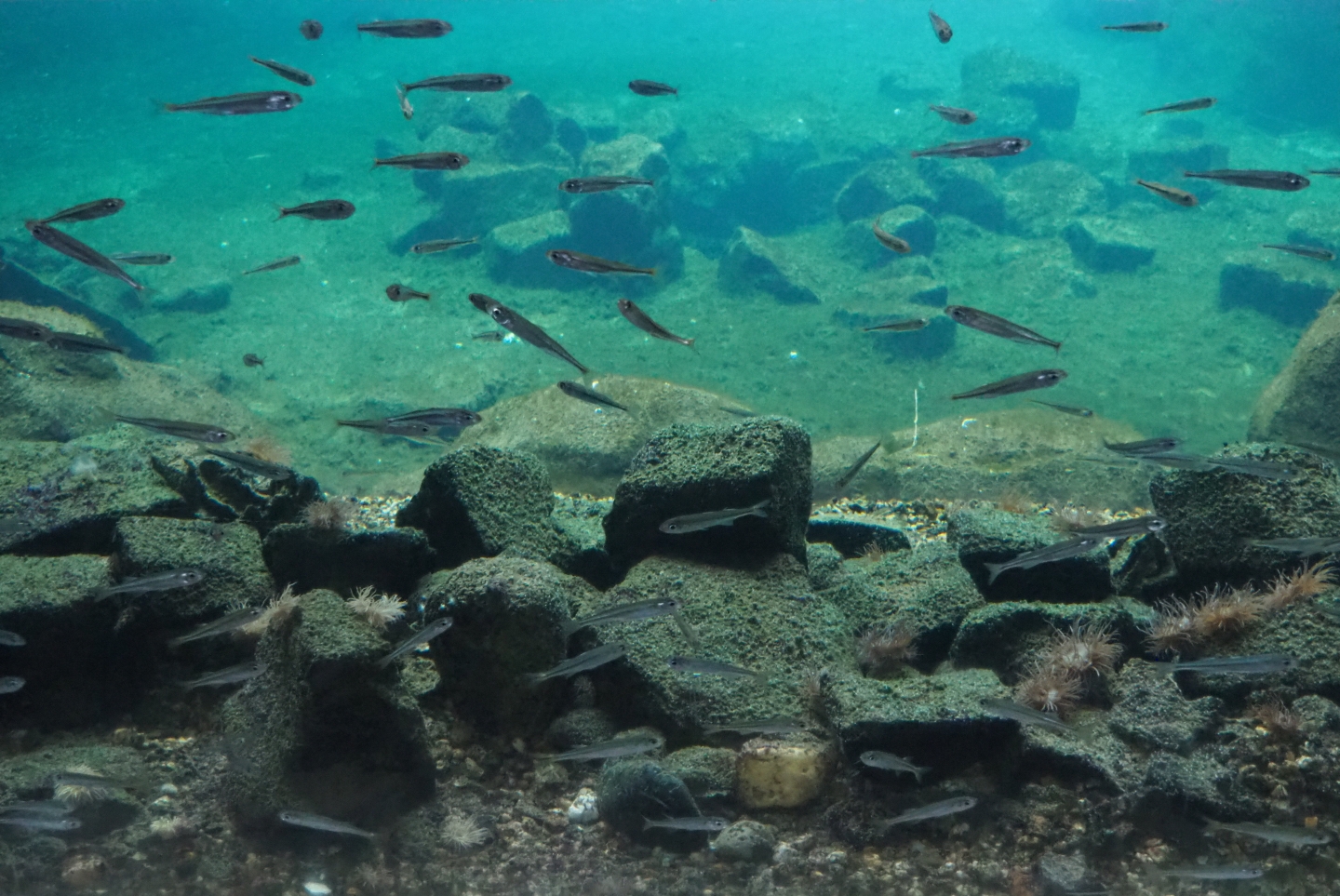 Sand smelts (Atherina presbyter), Nov 10th, 2018