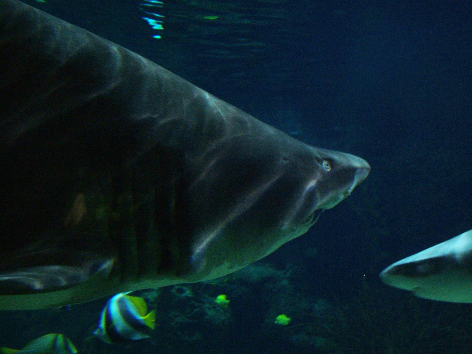 Sand Tiger at Berlin Zoo Aquarium, 31/08/11