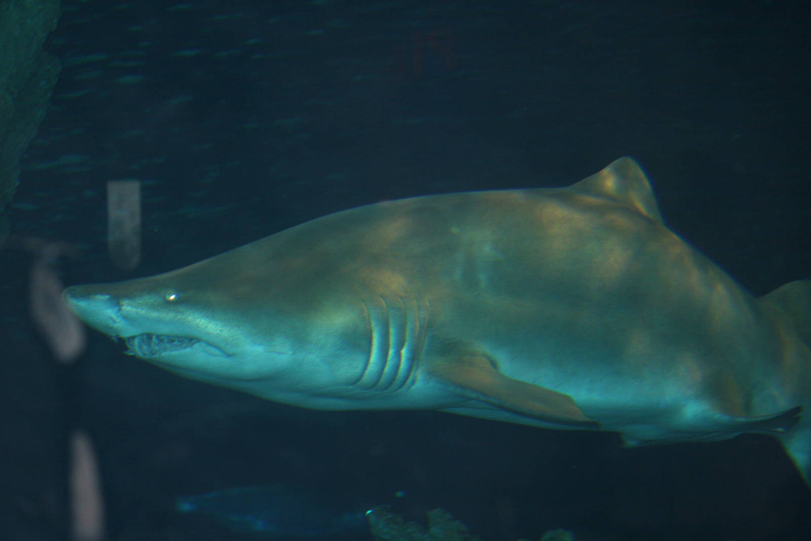Sand tiger or Lemon shark?