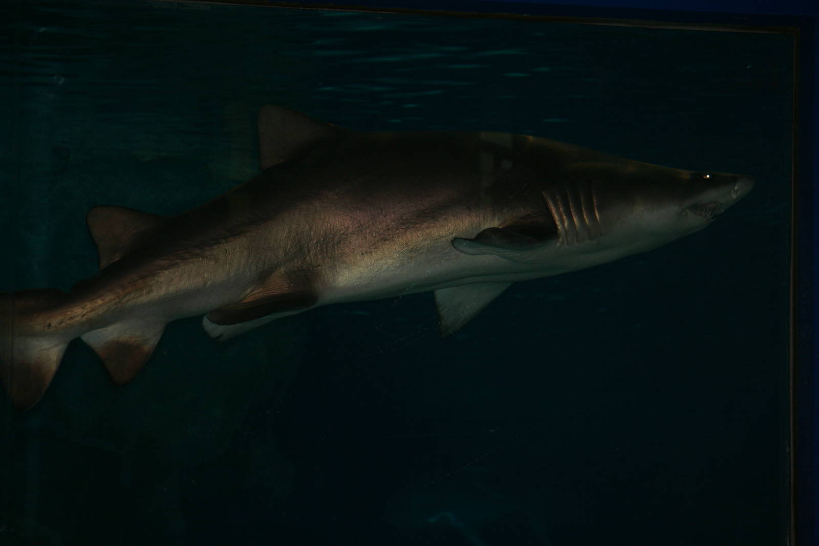Sand tiger or Lemon shark