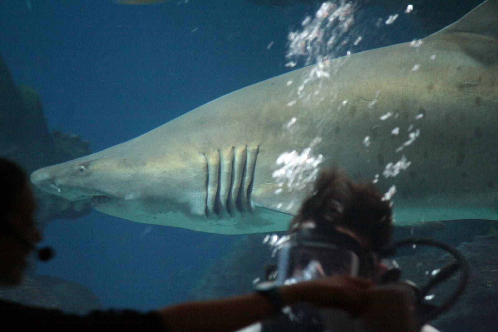 Sand tiger or Lemon shark