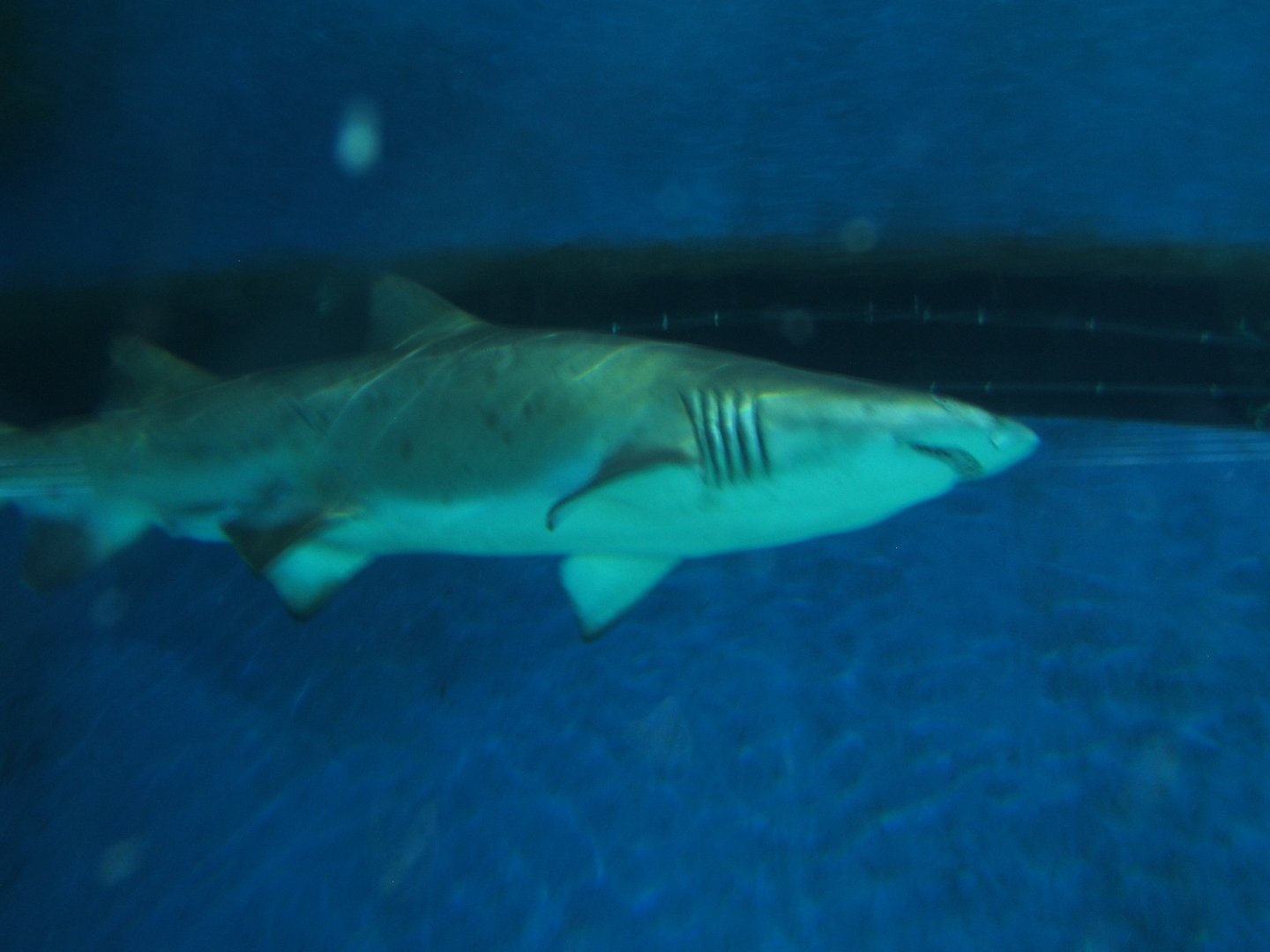 Sand Tiger Shark 04/04/2019
