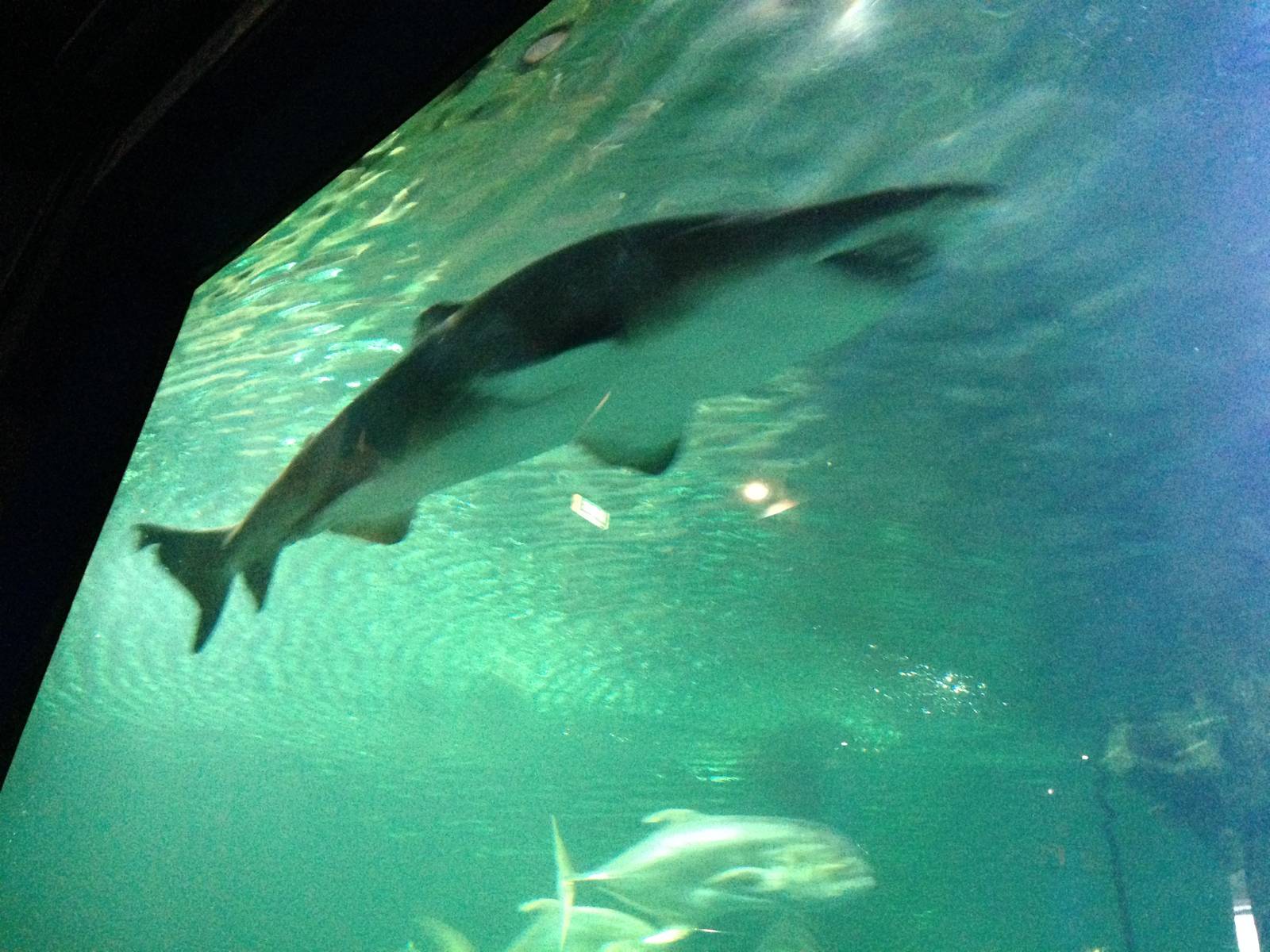 Sand Tiger Shark at Blue Planet Aquarium - 05/10/2013
