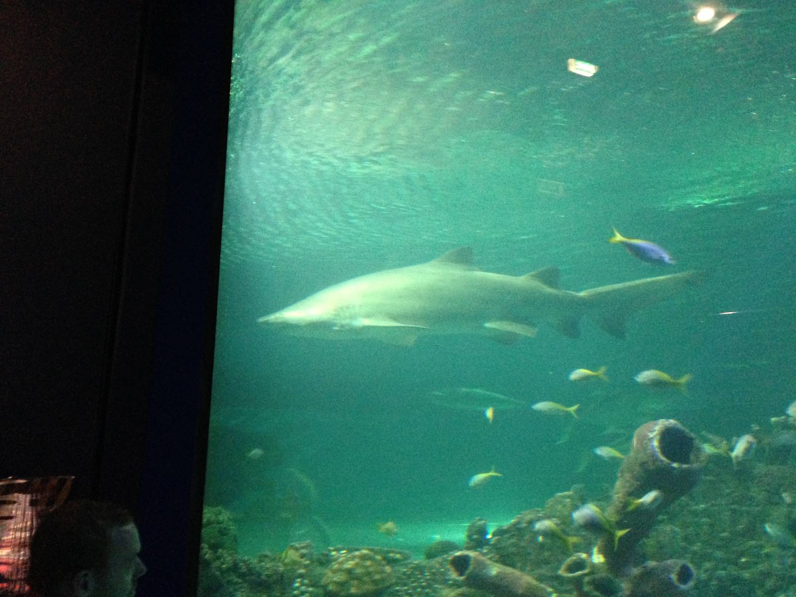 Sand Tiger Shark at Blue Planet Aquarium - 05/10/2013
