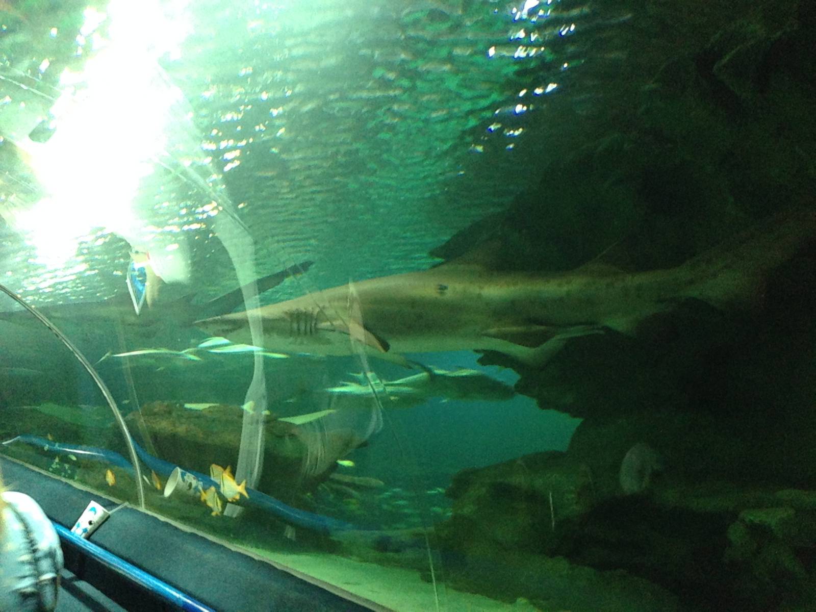Sand Tiger Shark at Blue Planet Aquarium - 05/10/2013