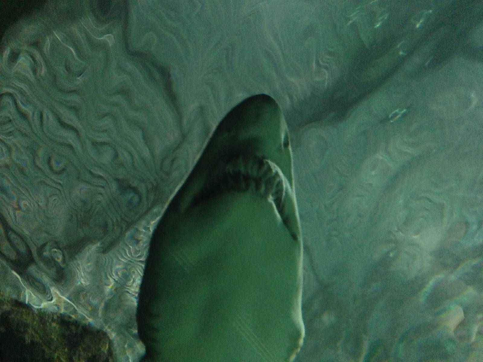 Sand Tiger Shark at Blue Planet Aquarium - 05/10/2013