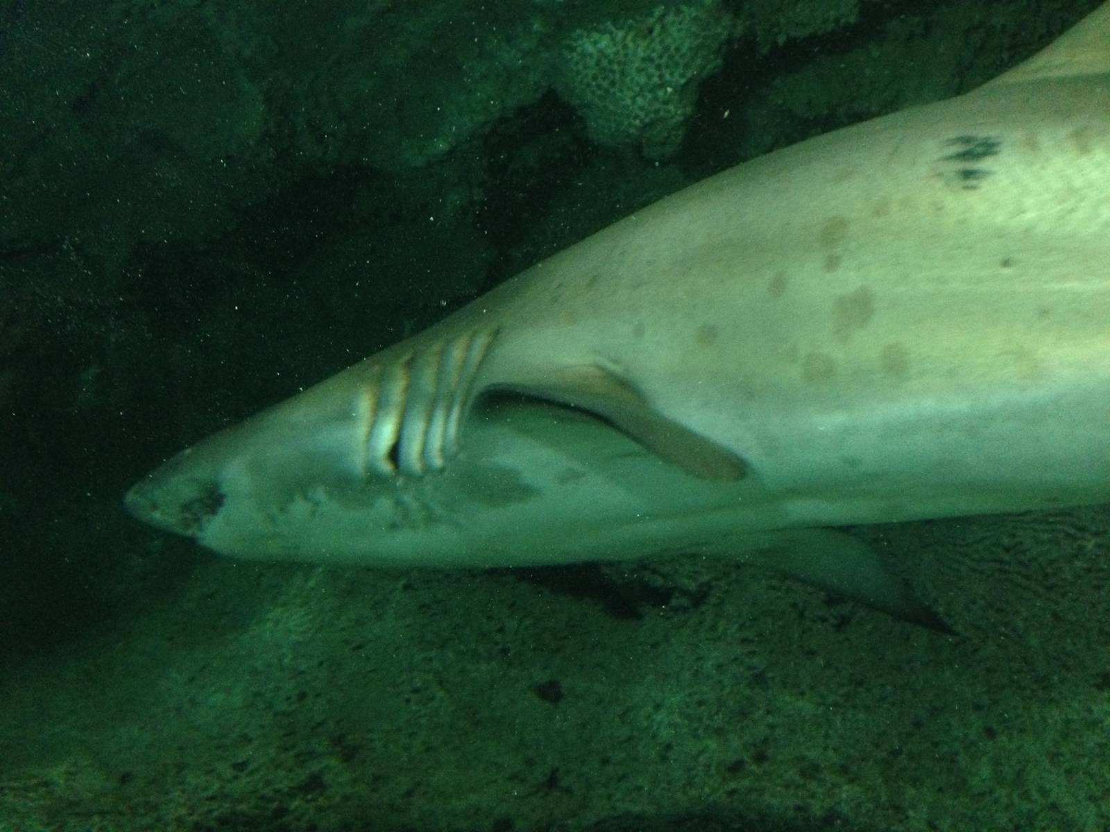 Sand Tiger Shark at Blue Planet Aquarium - 05/10/2013