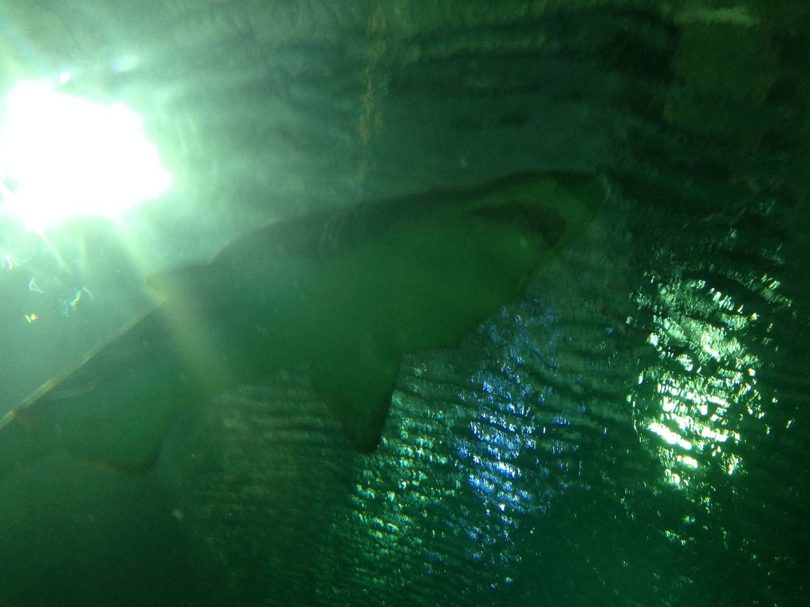 Sand Tiger Shark at Blue Planet Aquarium - 05/10/2013