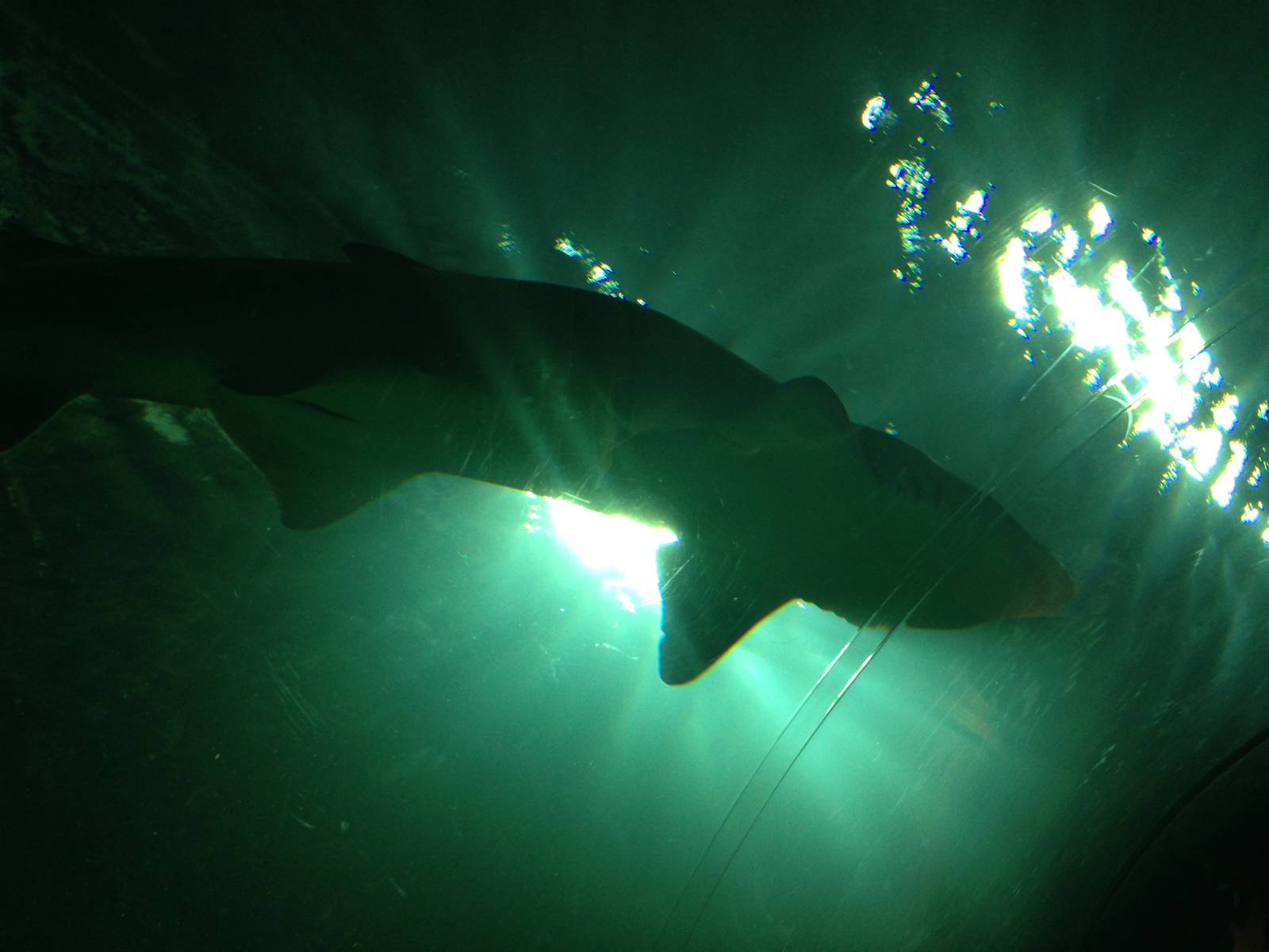 Sand Tiger Shark at Blue Planet Aquarium - 05/10/2013