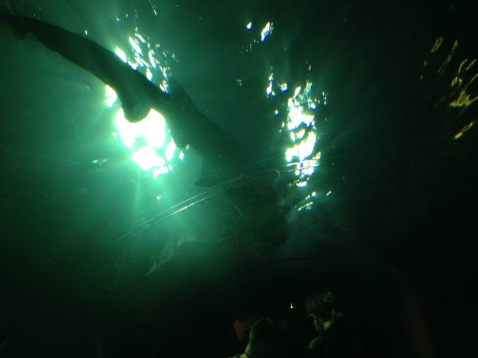 Sand Tiger Shark at Blue Planet Aquarium - 05/10/2013