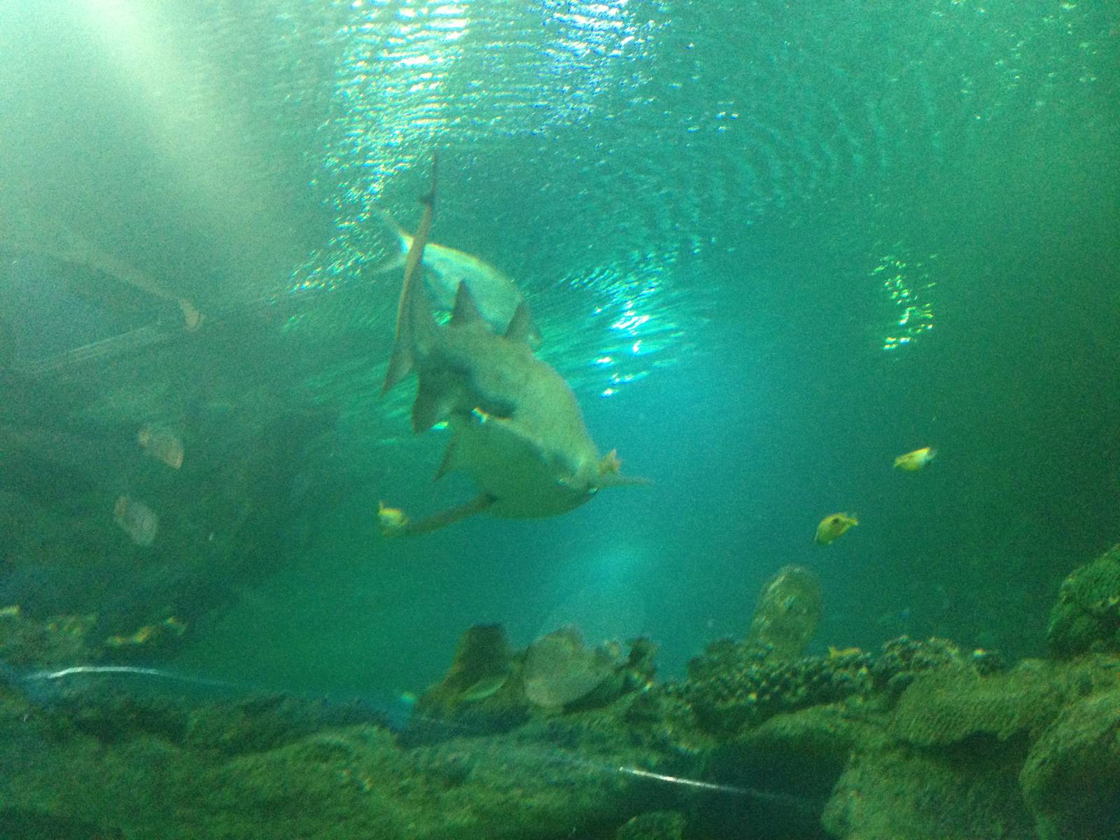 Sand Tiger Shark at Blue Planet Aquarium - 05/10/2013