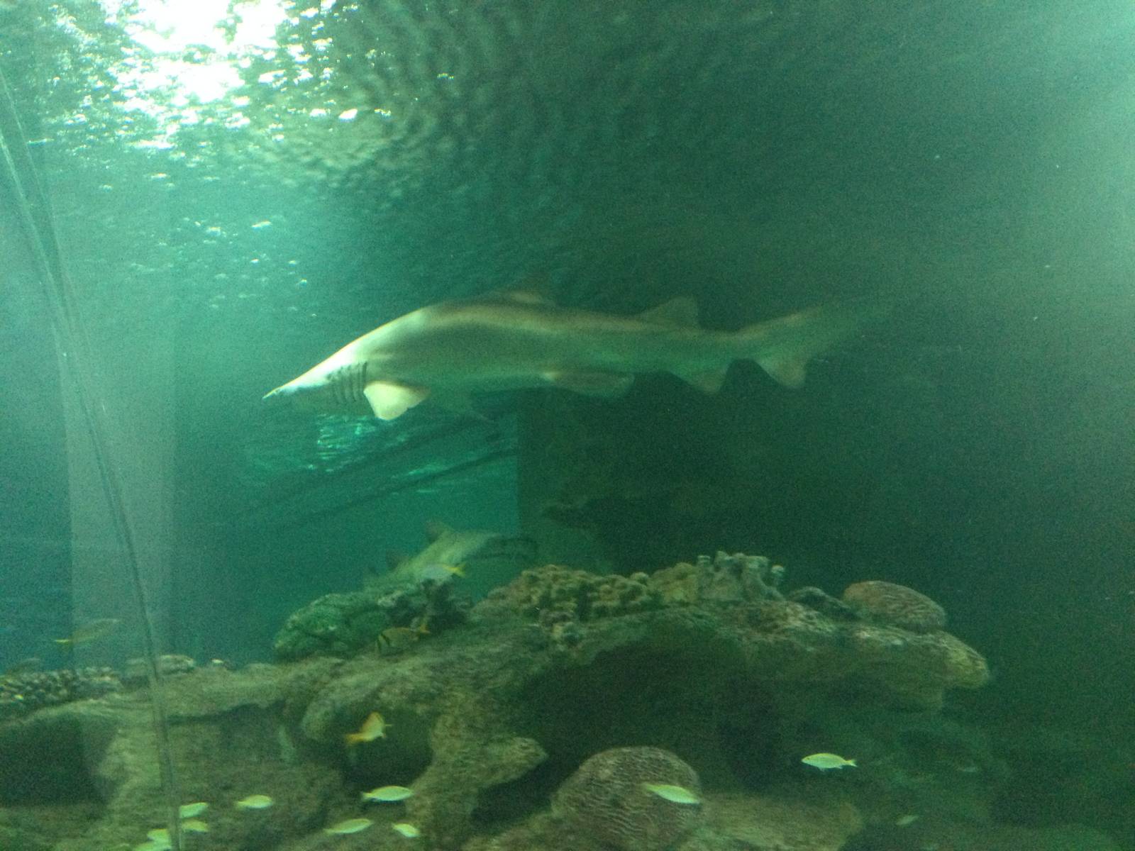 Sand Tiger Shark at Blue Planet Aquarium - 05/10/2013