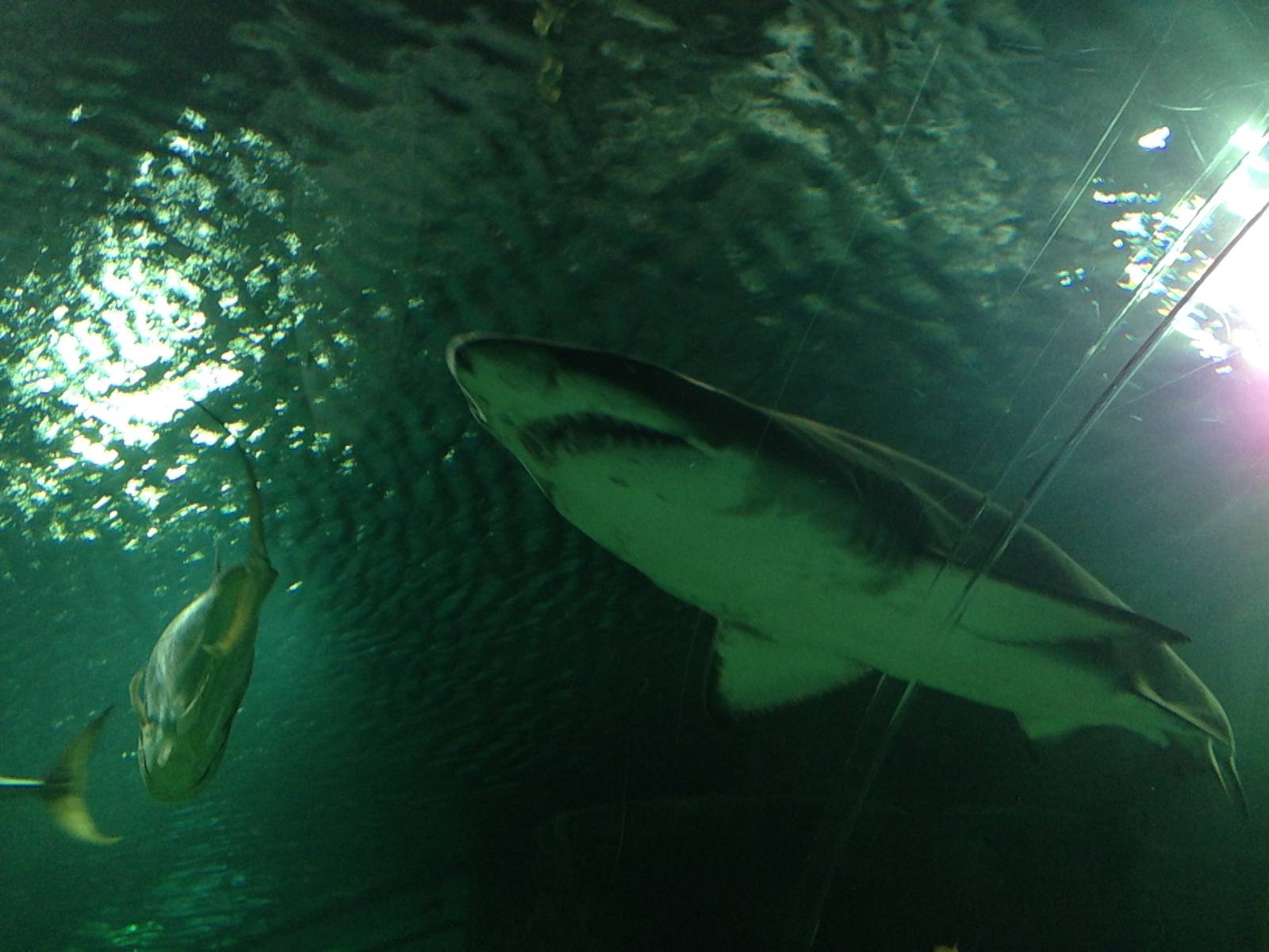 Sand Tiger Shark at Blue Planet Aquarium - 05/10/2013
