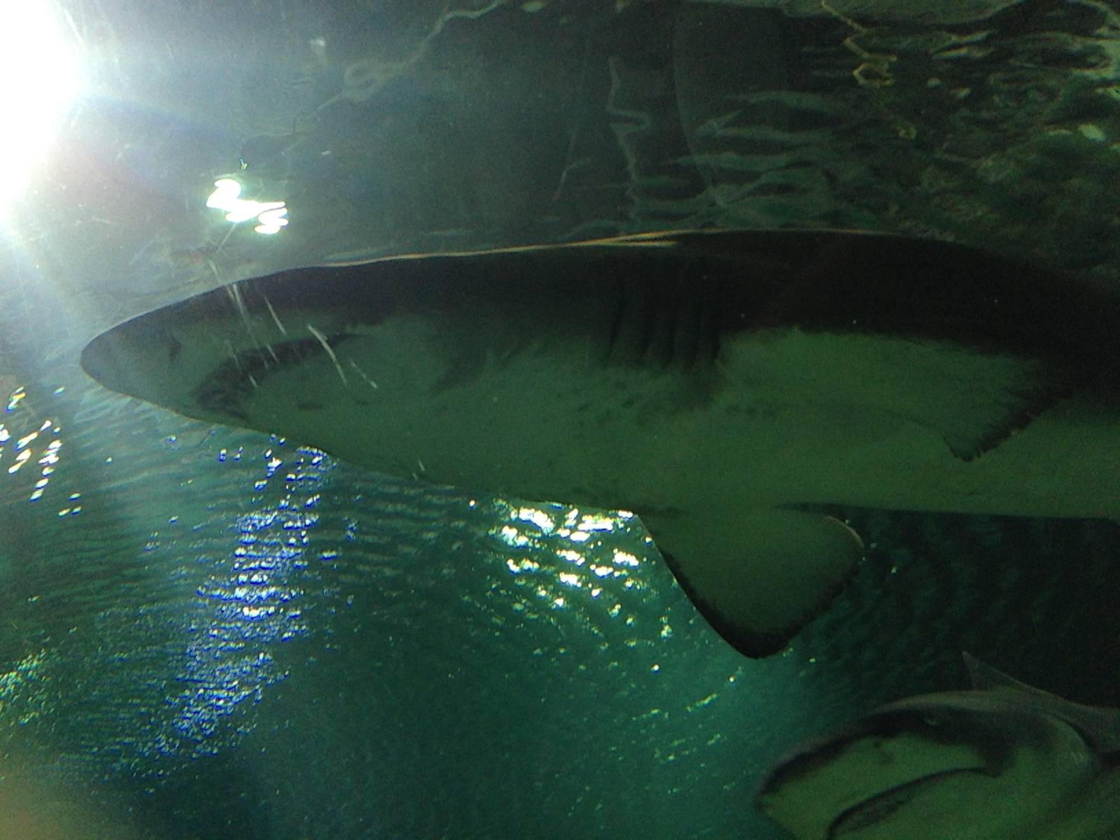 Sand Tiger Shark at Blue Planet Aquarium - 05/10/2013