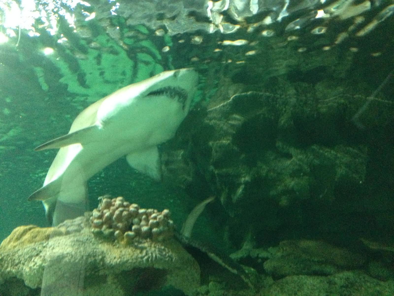 Sand Tiger Shark at Blue Planet Aquarium - 05/10/2013