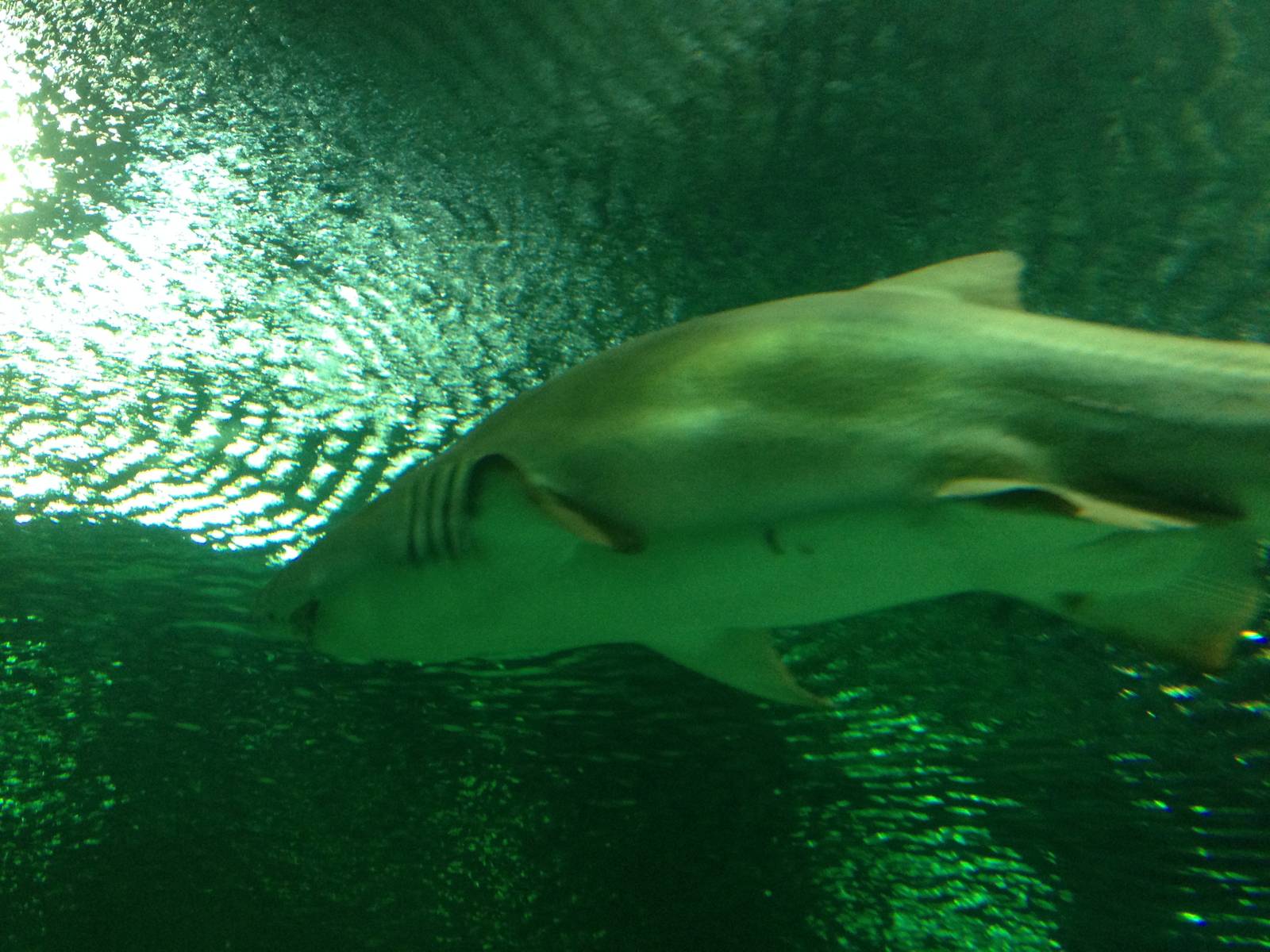 Sand Tiger Shark at Blue Planet Aquarium - 05/10/2013