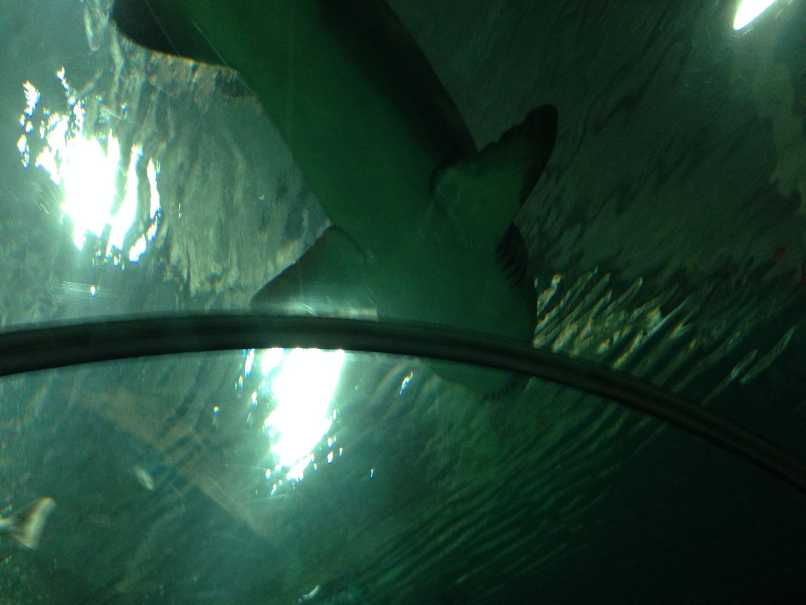 Sand Tiger Shark at Blue Planet Aquarium - 05/10/2013