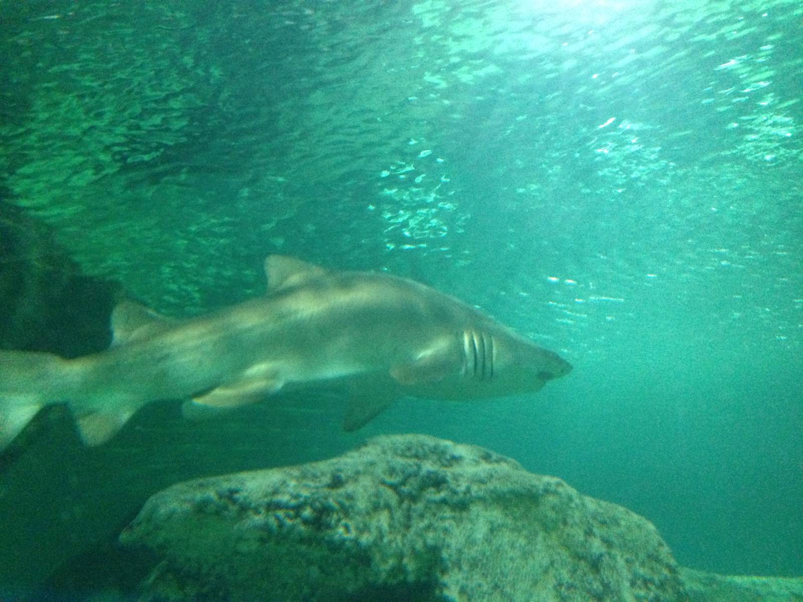 Sand Tiger Shark at Blue Planet Aquarium - 05/10/2013